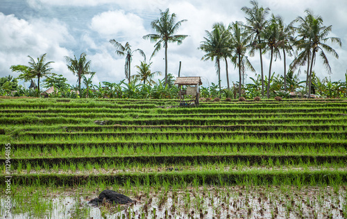 Spectacular rice fields in the jungle photo