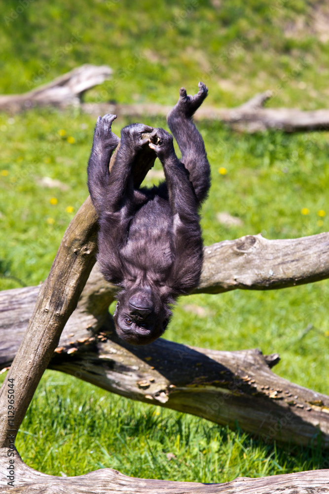 Obraz premium a Western Gorilla
