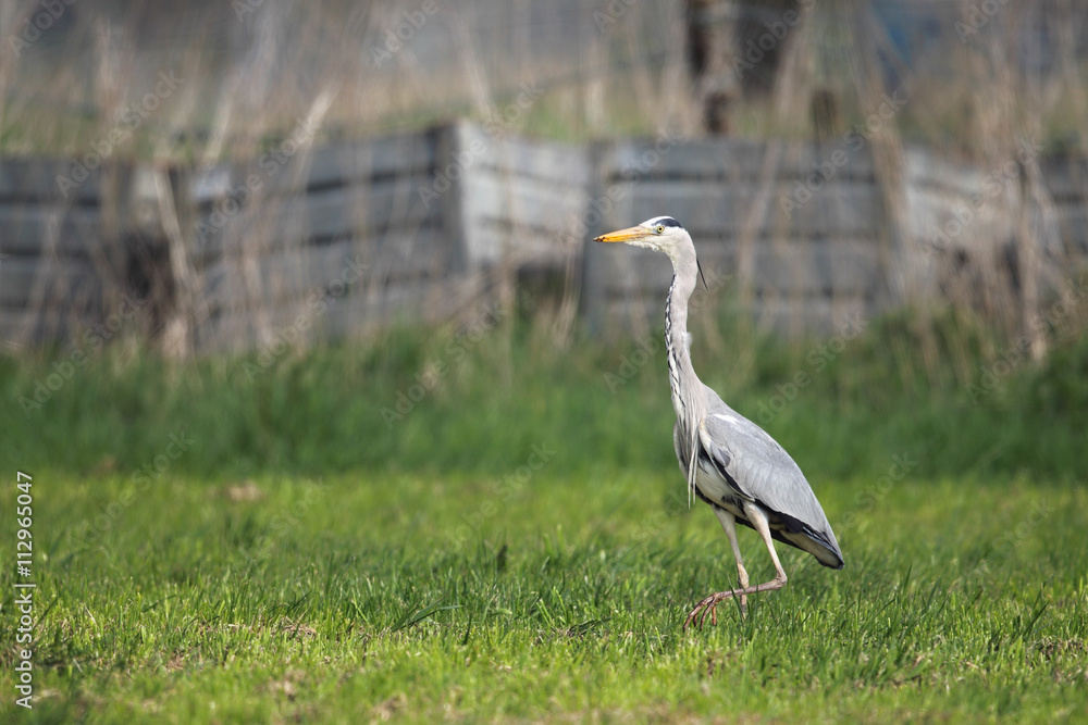 Fototapeta premium Graureiher (Ardea cinerea)