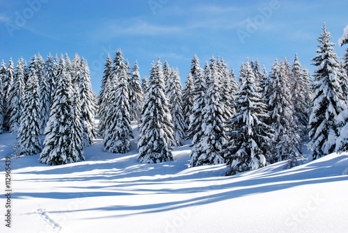 Snow covered fur trees on the slope of a mountain © omnesolum