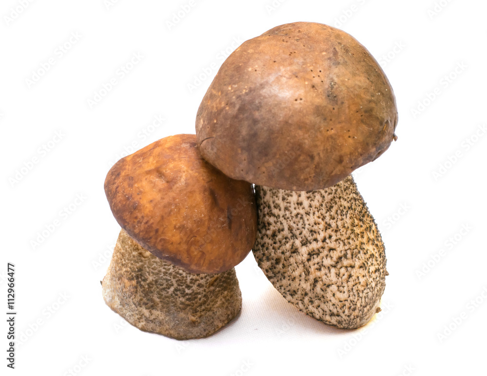 two porcine mushrooms isolated on white background two porcine mushrooms isolated on white background