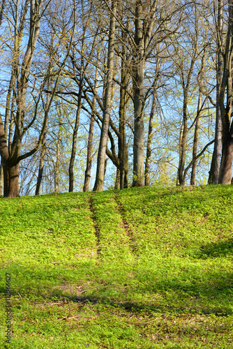 Park at spring sunny day.