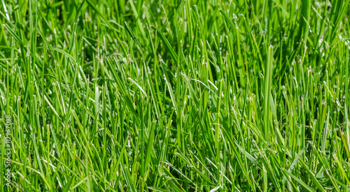 The juicy fresh green grass closeup