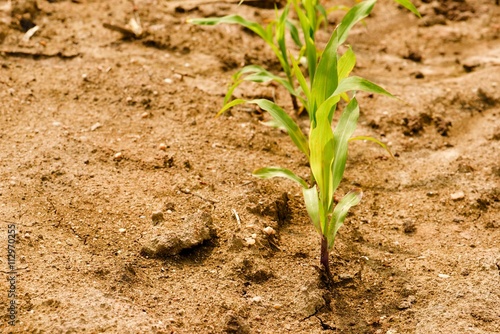 Row of corn green seedlings on dry field with small stones