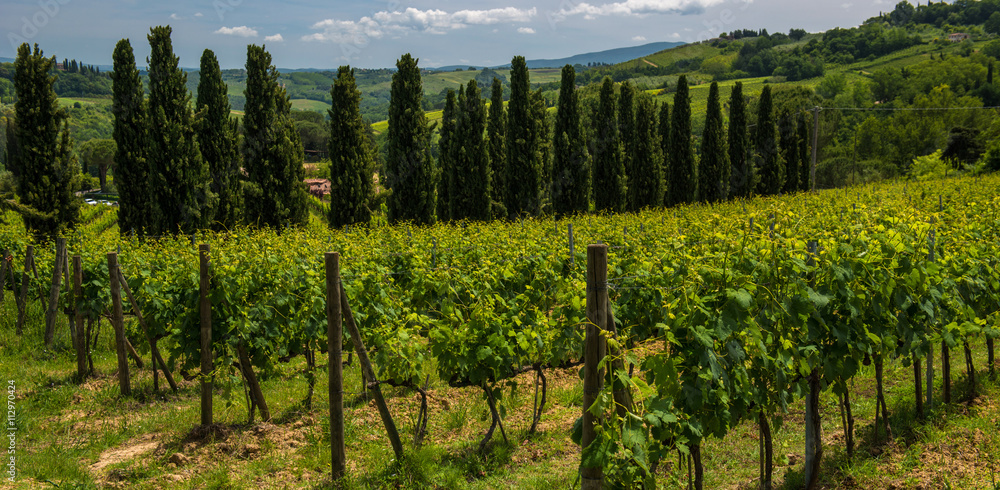 Obraz premium Tuscan vineyard