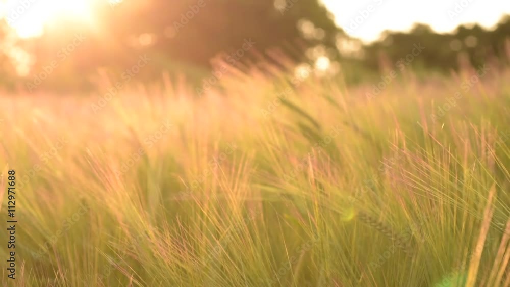 Field of wheat in the Beautiful late evening sunshine - Wheat Field Field of wheat in the Beautiful late evening sunshine - Wheat Field
