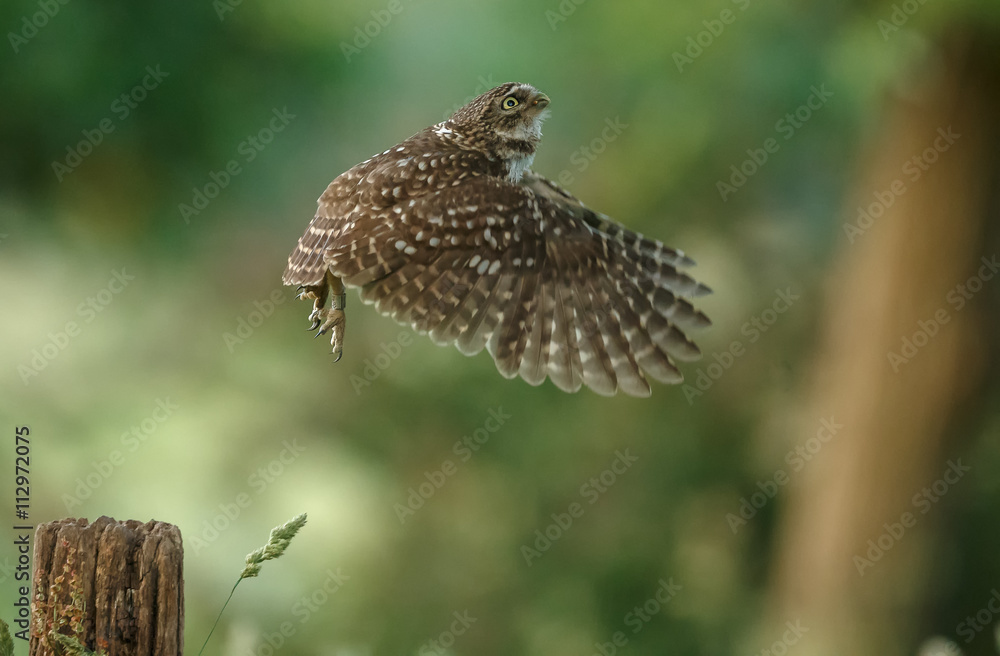 Little owl in nature in late sunlight Little owl in nature in late sunlight