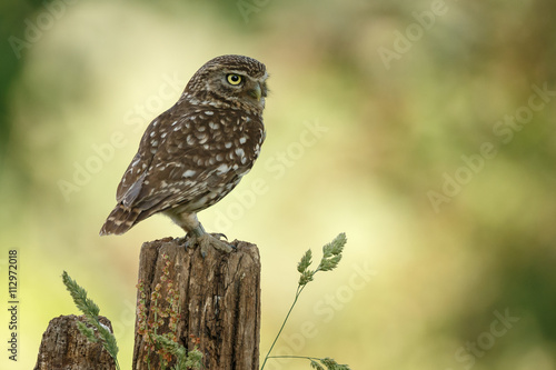 Little owl in nature in late sunlight