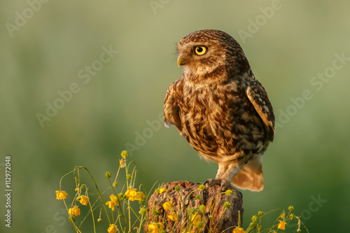 Little owl in nature in late sunlight