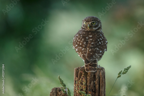 Little owl in nature in late sunlight