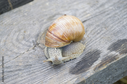 snail on a wooden board 