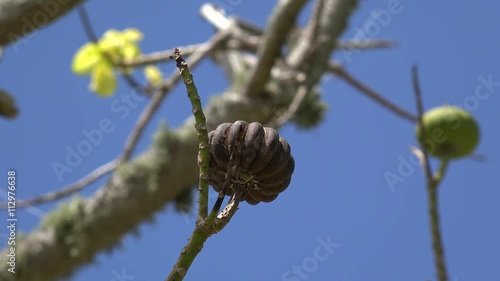 Fruits on the Sandbox Tree (Hura crepitans).