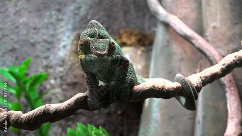 Madagascar Chameleon photo