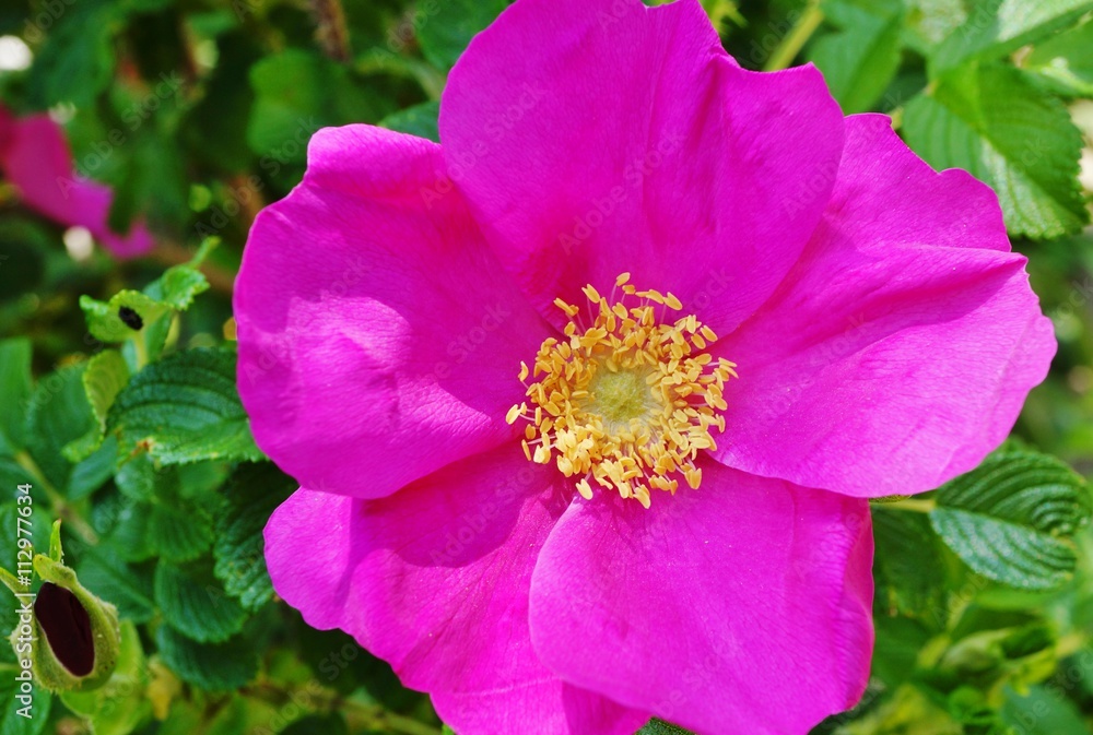 Pink flower of the rosa rugosa in bloom Pink flower of the rosa rugosa in bloom