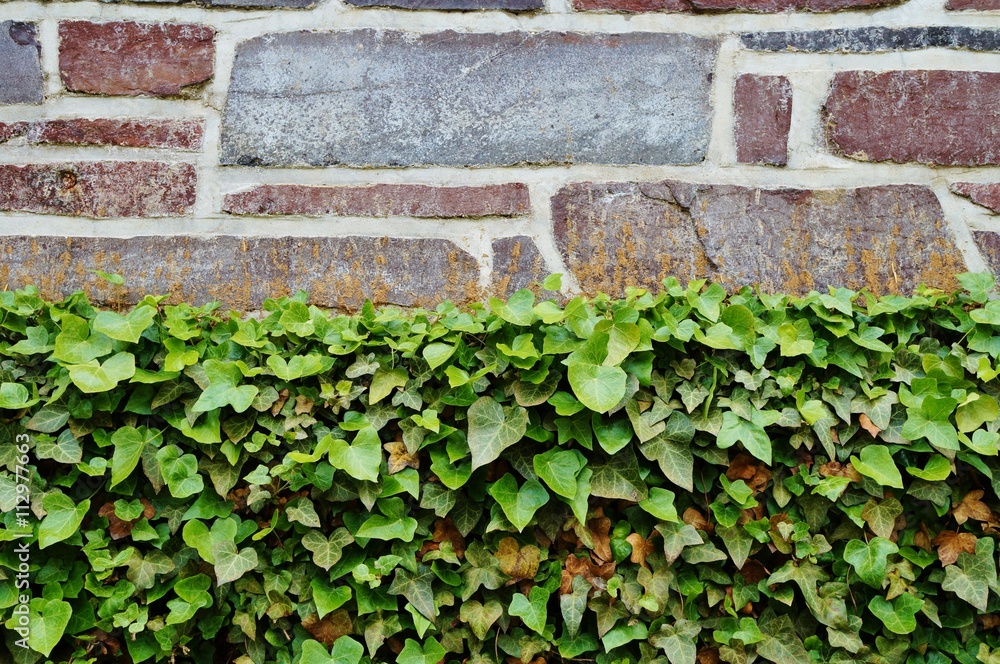 Ivy covered stone wall Ivy covered stone wall