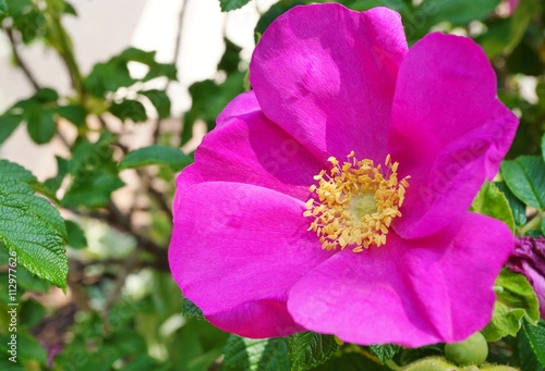 Pink flower of the rosa rugosa in bloom