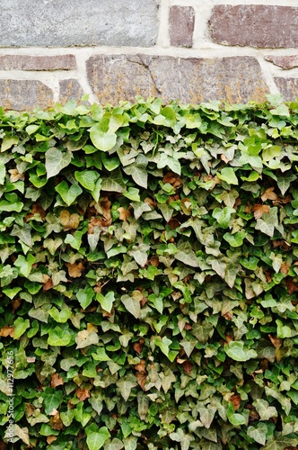 Ivy covered stone wall