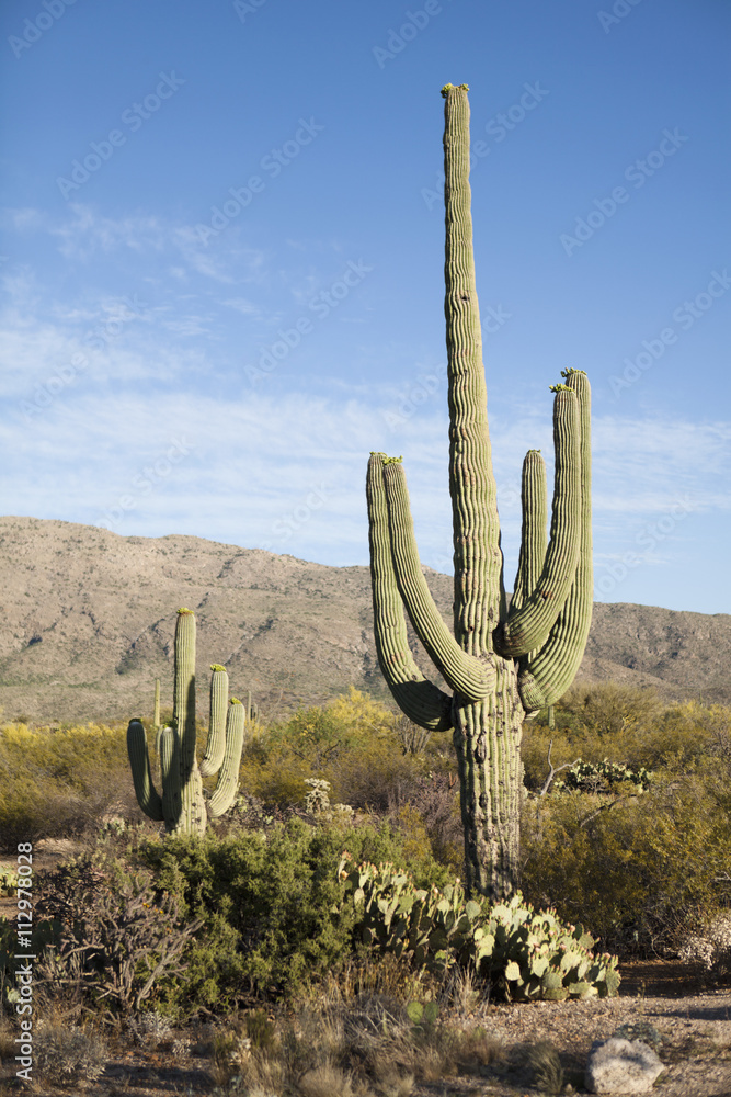 Cactuses in a desert, Tucson, Arizona, USA Cactuses in a desert, Tucson, Arizona, USA