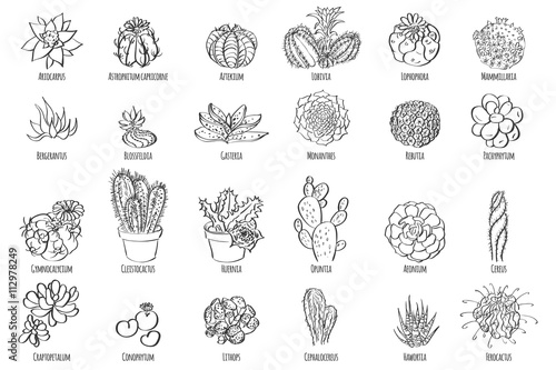 Hand drawn vector cactus set.