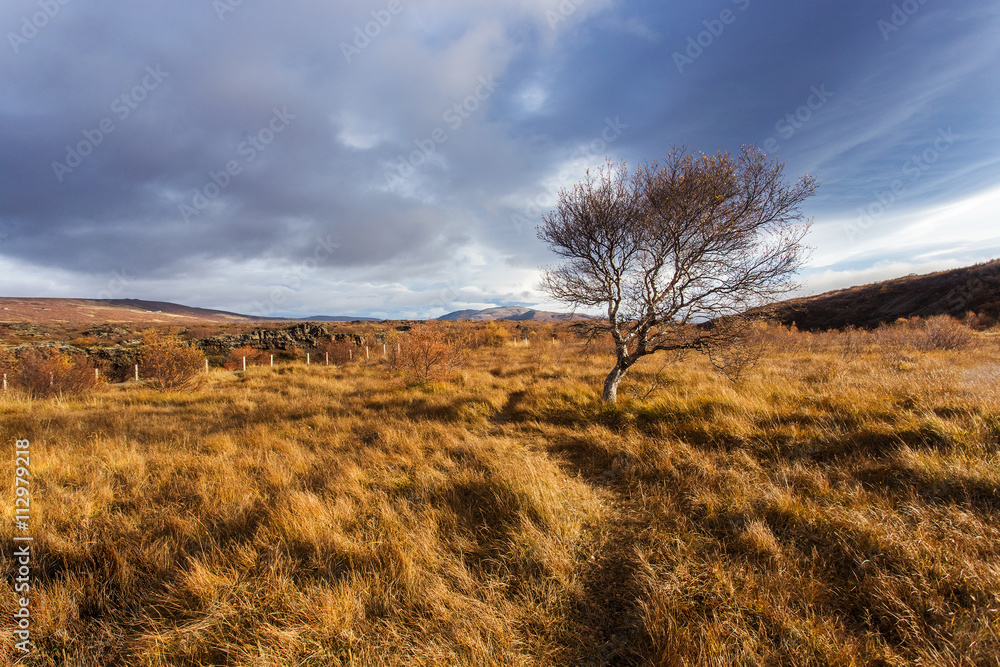 Fototapeta premium Landscape with yellow grass and tree. Autumn in Iceland
