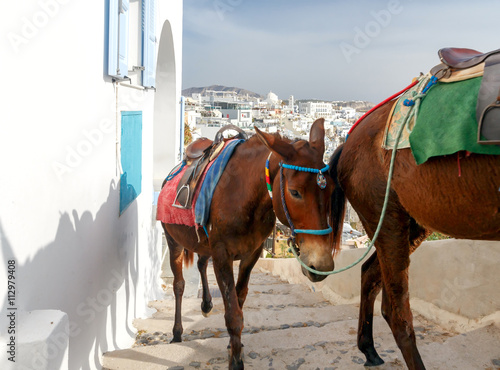 Donkeys for riding in the city Fira.