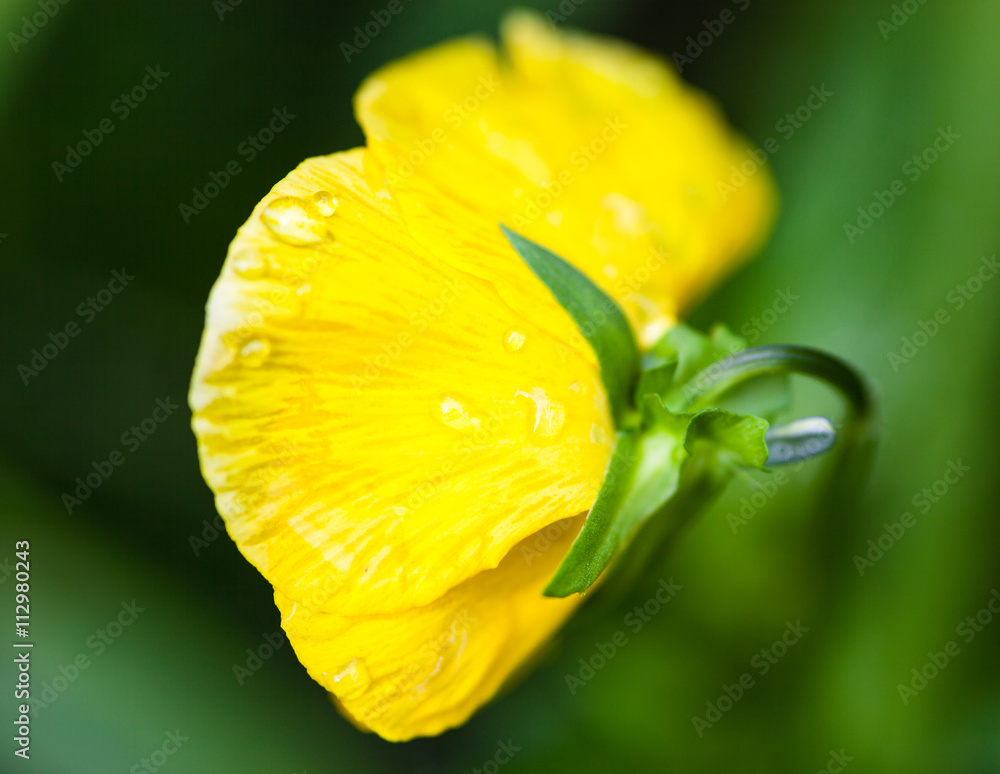 Yellow pansy flower (Viola tricolor) Yellow pansy flower (Viola tricolor)