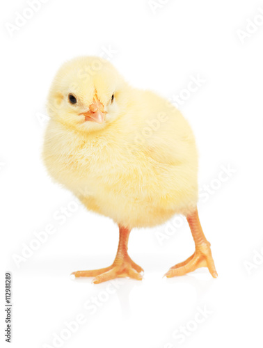 Small yellow chicken isolated on white