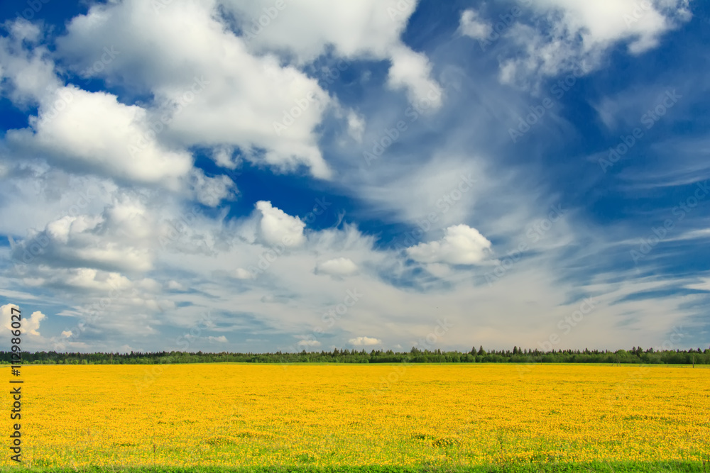 Field of yellow dandelions against the blue sky. Field of yellow dandelions against the blue sky.