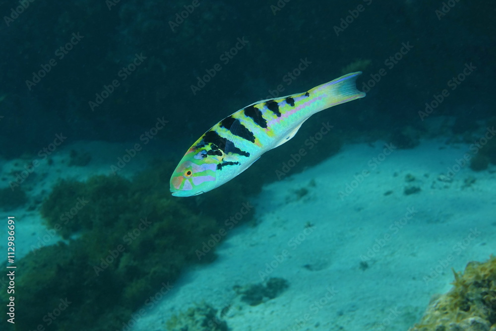 Fototapeta premium Tropical fish sixbar wrasse,Thalassoma hardwicke, Pacific ocean, underwater in the lagoon of Huahine island, French Polynesia