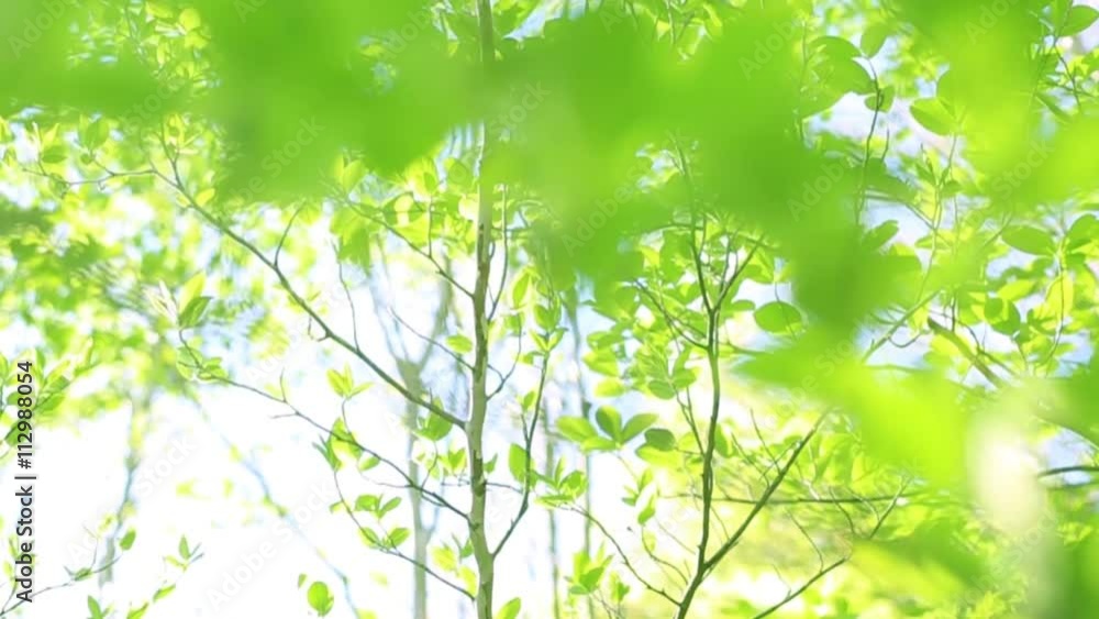 ズーム・エコイメージ・風に揺れる木々