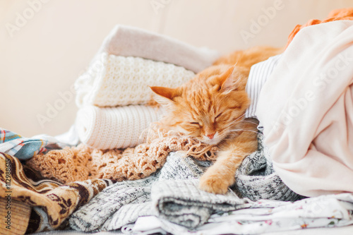 Fototapeta Naklejka Na Ścianę i Meble -  Cute ginger cat sleeps on a pile of knitted clothes. Warm knitted sweaters and scarfs are folded in heaps. Fluffy pet is dozing among cardigans. Cozy home background.