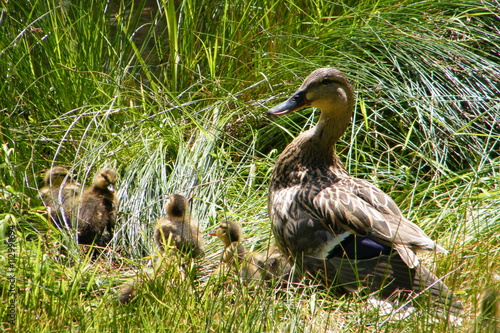 Duck with ducklings