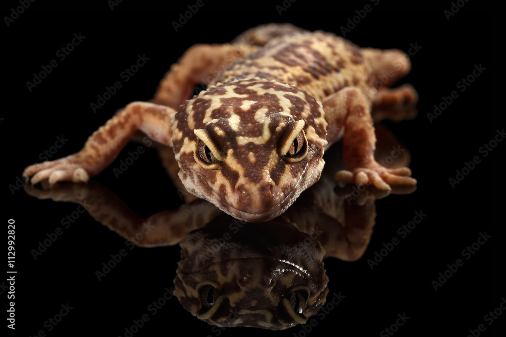 Sunglow Leopard Gecko, Eublepharis Macularius, Walking In Front Of