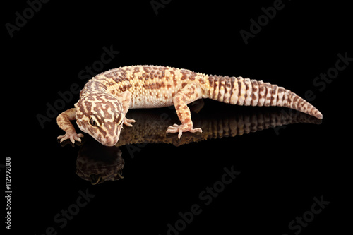 Closeup Leopard Gecko Eublepharis macularius Isolated on Black Background, front view