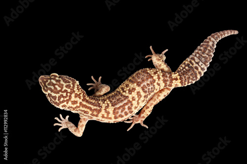 Closeup Leopard Gecko Eublepharis macularius Isolated on Black Background, Top view