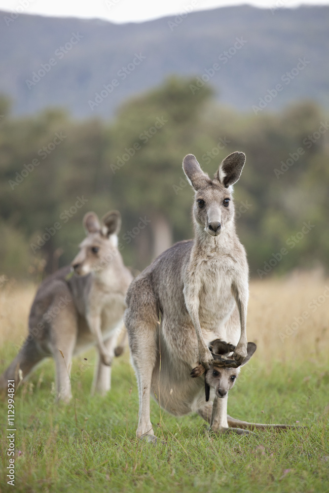 Three Kangaroos in a field Three Kangaroos in a field