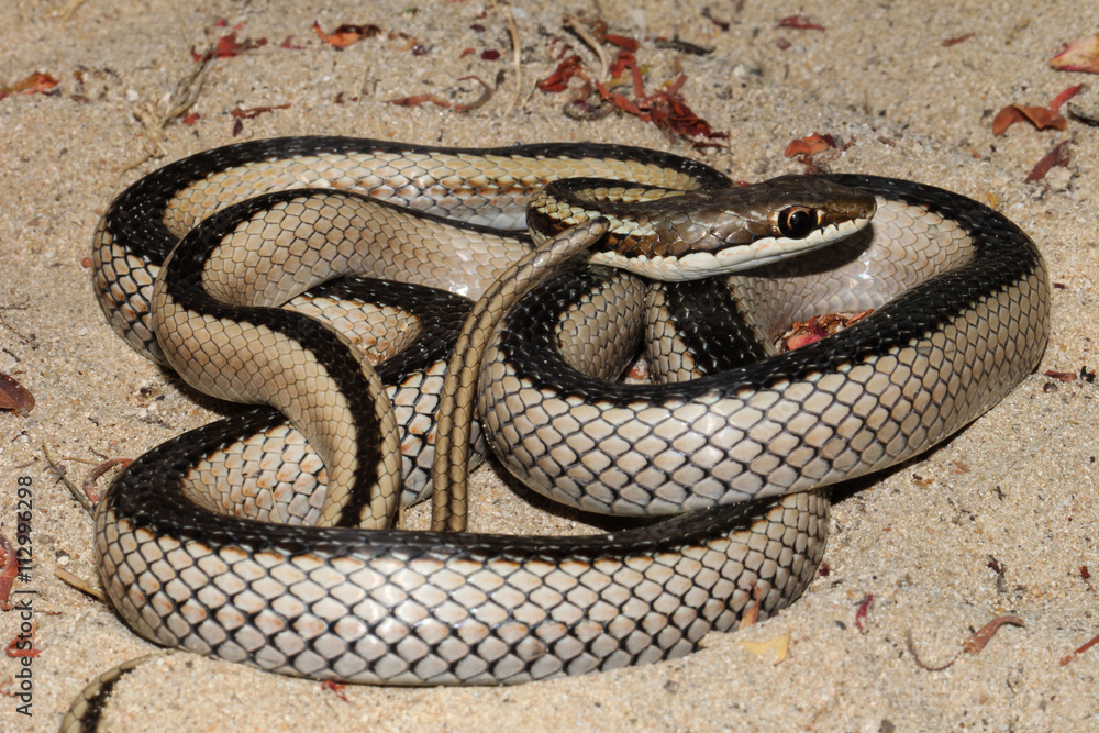 Fototapeta premium Dromicodryas is a genus of lamprophiid snake found only on the island of Madagascar. They are harmless to humans.