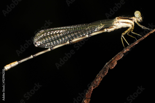 Tableau sur toile Damselflies are insects of suborder Zygoptera in the order Odonata