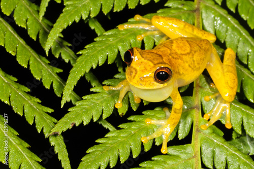 Dendropsophus is a genus of frogs in the Hylidae family. They are distributed in Central and South America, from southern Mexico to northern Argentina and Uruguay. photo