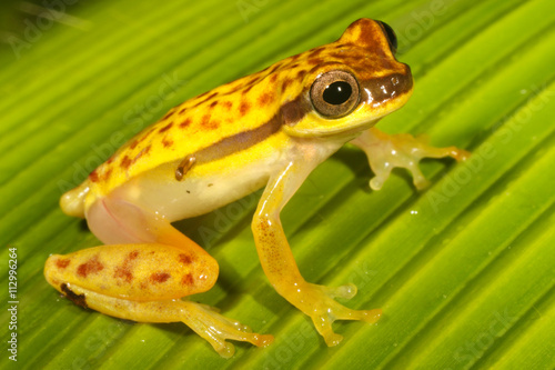 Dendropsophus rhodopeplus is a species of frog in the Hylidae family. It is found in the upper Amazon Basin in Bolivia, Brazil, Colombia, Ecuador, and Peru. photo