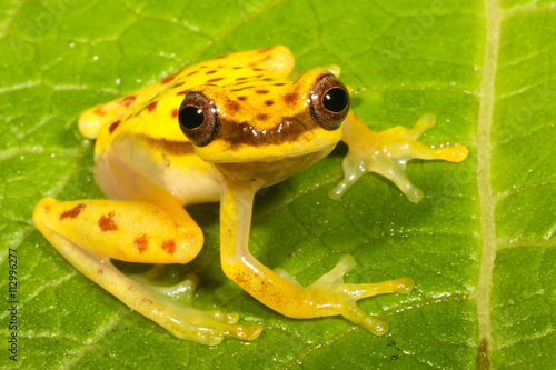 Dendropsophus rhodopeplus is a species of frog in the Hylidae family. photo