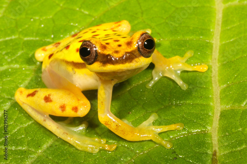 Bilde på lerret Dendropsophus rhodopeplus is a species of frog in the Hylidae family