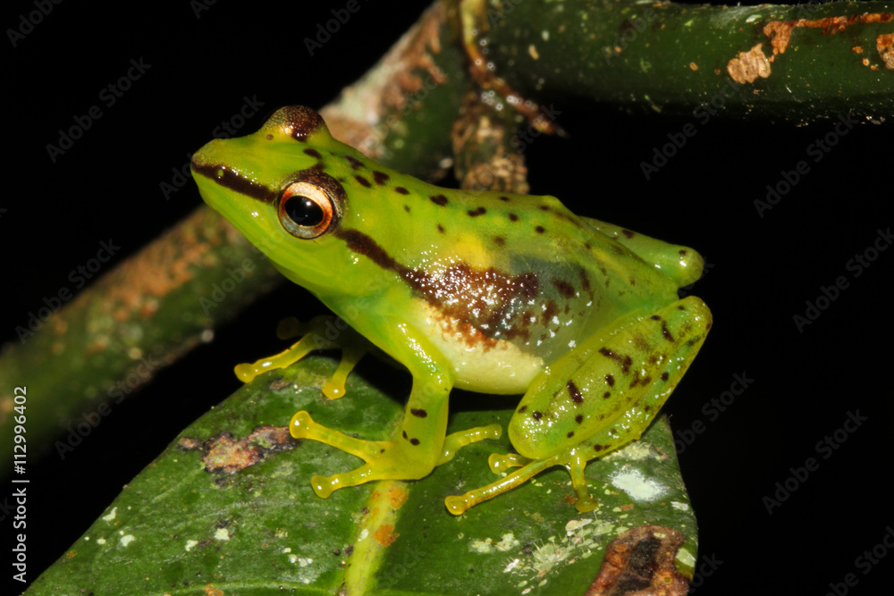 Guibemantis pulcher is a species of frog in the Mantellidae family. It is endemic to Madagascar. Guibemantis pulcher is a species of frog in the Mantellidae family. It is endemic to Madagascar.
