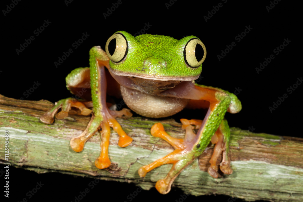 Fototapeta premium Hylomantis hulli is a species of frog in the Hylidae family. It is found in Ecuador and Peru.