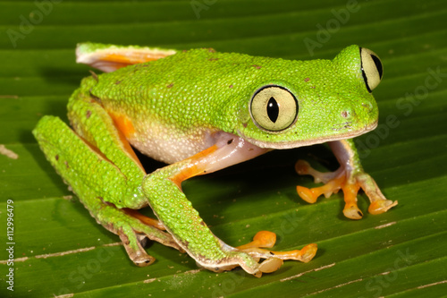 Hylomantis hulli is a species of frog in the Hylidae family. It is found in Ecuador and Peru.