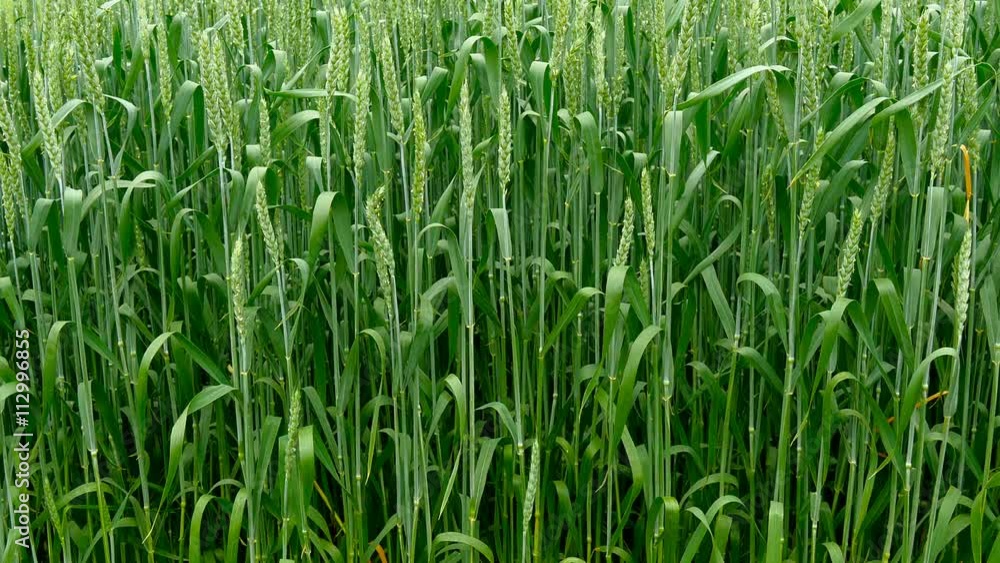 Panning shot of a green field of wheat. Panning shot of a green field of wheat.