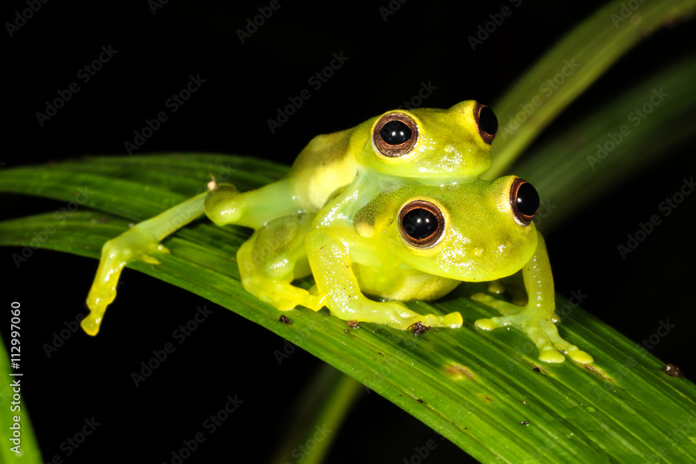 Fototapeta premium The glass frogs are frogs of the amphibian family Centrolenidae.