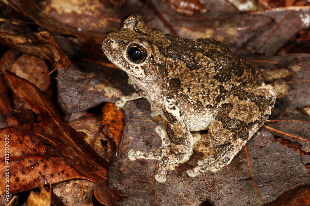 Naklejka premium The gray tree frog is a species of small arboreal frog native to much of the eastern United States and southeastern Canada.