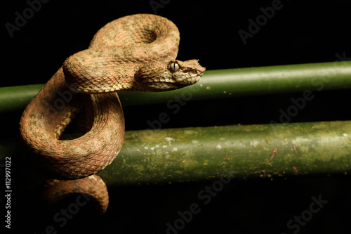 The eyelash viper is a venomous pit viper species found in Central and South America. photo