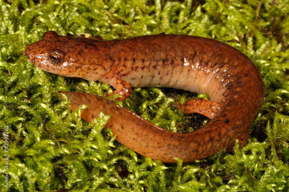 Obraz premium The spring salamander is a species of salamander in the family Plethodontidae. The generic name, Gyrinophilus, means ''tadpole lover''.